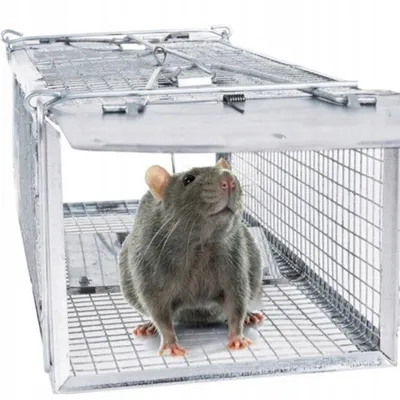 A rat is inside a metal cage trap.