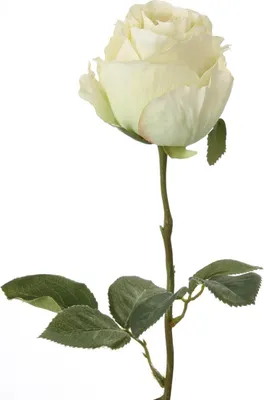 Produktbild von Fink ROSE, Kunstblume, Kunstfasern, ivory, H. 60 cm Höhe: 60.00 cm  180065