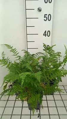 Zdjęcie produktu dla 6 x Athyrium filix-femina 'Lady In Red' - paproć czerwonolistna - doniczka 9 x 9 cm