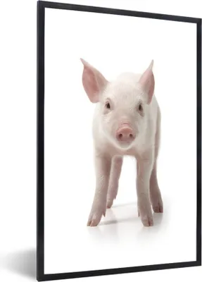 Produktbild von MuchoWow® Gerahmtes Poster Schwein - Tiere - Weiß 40x60 cm - Poster mit Schwarzem Bilderrahmen Wandposter Rahmen Foto Bilder - Papierdruck - Wandbilder