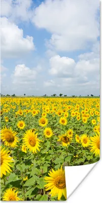 Produktbild von MuchoWow® Poster Sonnenblumen - Blumen - Wolken - Natur - Gelb - Landschaft 80x160 cm - Kinderzimmer