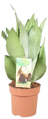 Image de Sansevieria Moonshine - 30-40cm - Ø14cm - Plante d'intérieur - Vert persistant - Cactus et plantes succulentes