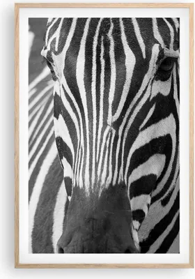 Produktbild von Gerahmtes Poster - Rahmen in heller Eiche - Tiere Zebra gestreift - 61x91,5 cm - Wand Bild - Wanddeko - Wandbilder - Wandposter - Bilderrahmen - Bilder - Kunstdruck - Wandbild - P2NPA61x91-2254