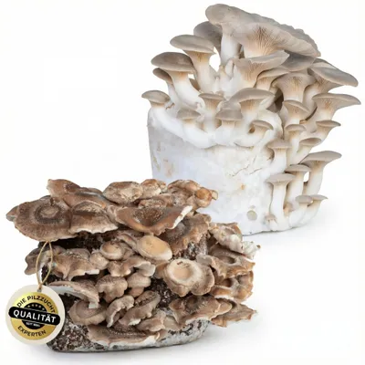 Produktbild von Hawlik Pilzbrut Edel-Pilz-Mix – Pilzzuchtset Kräuterseitling und Shiitake, -, KI-generiertes Bild