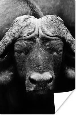 Produktbild von MuchoWow® Poster Tiere - Büffel - Schwarz - Weiß - Porträt 80x120 cm - Papierdruck