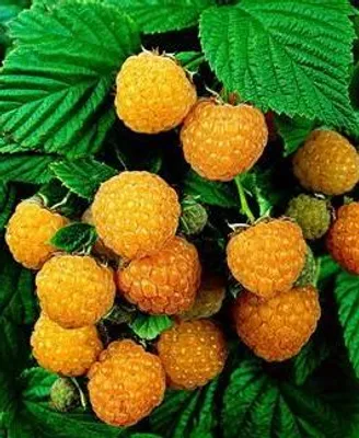 Zdjęcie produktu dla Rubus id. 'Fallgold' - Malina 'Fallgold' | 25 cm w doniczce