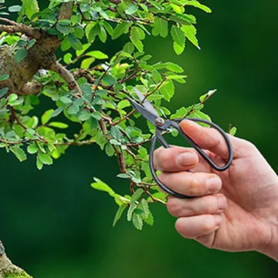 Immagine prodotto di Cesoie per bonsai L - 19 cm - Attrezzo per bonsai