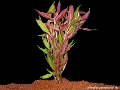 Produktbild von 1 Bund Alternathera rosaefolia, Papageienblatt