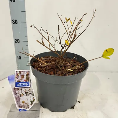 Immagine prodotto di Lagerstroemia indica With Love Virgin ('Milabla'PBR) - Lagerstroemia riccia | 50-60 cm in vaso