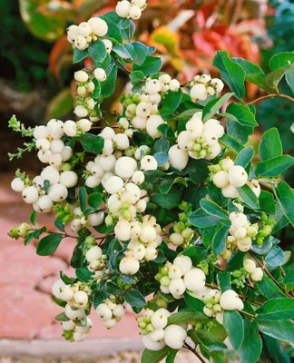 Produktbild von Symphoricarpos doorenbosii 'White Hedge', Schneebeere, weiß, 40–60 cm