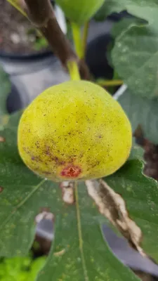 Image de Ficus carica 'Lattay' / Figuier 'Lattay'