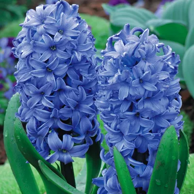 Produktbild von Hyazinthe Blumenzwiebeln Zwiebeln Blumen Hyacinthus Delft Blue 3 St.