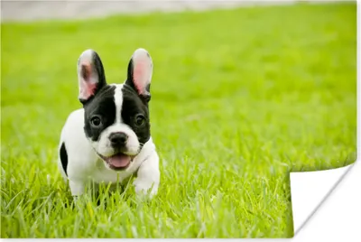 Produktbild von MuchoWow® Poster Französische Bulldogge - Welpe - Gras 180x120 cm - Fotoplakat