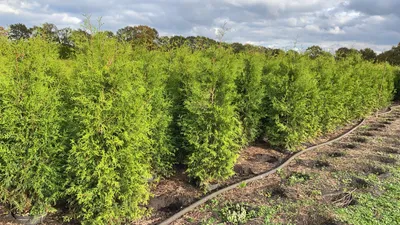 Produktbild von Lebensbaum 'Brabant' Thuja occidentalis 'Brabant' C 200- 225