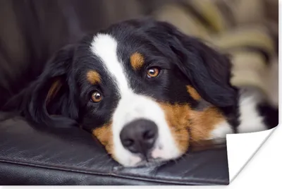 Produktbild von MuchoWow® Poster Ein Berner Sennenhund liegt auf dem Sofa 60x40 cm - Schlafzimmerdekoration