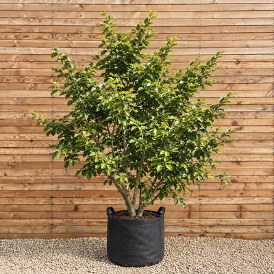 Produktbild von Rotbuche mehrstämmig 200-250 cm - Fagus sylvatica mehrstämmig