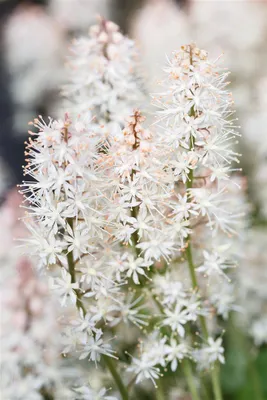 Produktbild von Tiarella laciniata 'Arpeggio', Schaumblüte, ca. 9x9 cm Topf