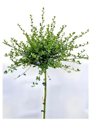 Produktbild von Ceanothus Impressus Säckelblume "Victoria" Hochstamm 60-70 cm hoch, winterhart, Freilandaufzucht
