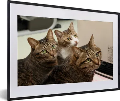 Produktbild von MuchoWow® MuchoWow® Gerahmtes Poster Katze - Braun 60x40 cm - Poster mit zchwarzem Bilderrahmen - Schlafzimmer - Plakat in Rahmen - Drucken