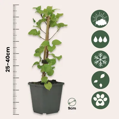Image de Hortensia grimpant - Set de 3 - Hydrangea anomale petiolaris - H25-40cm - ⌀9cm