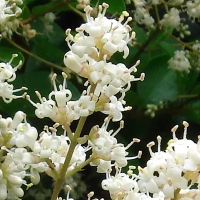 Immagine prodotto di 2 x  Ligustro  - Ligustrum japonicum 'Rotundifolium'  | 15-20 cm in vaso
