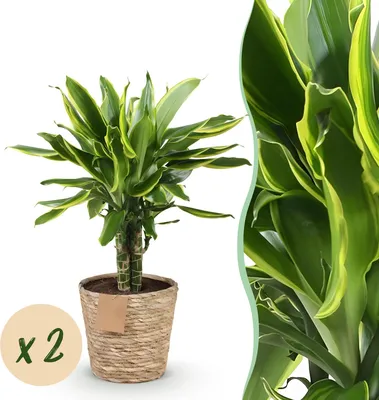 Produktbild von Green boutiQ - Zimmerpflanzen - Dracaena fragrans Golden Coast - Drachenbaum - Wenig Pflege - mit Korb - Bunt - 2 Pflanzen - Topf 17cm - Höhe 50-55cm