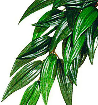 Produktbild von Exo Terra Rucus Kunstpflanze Grün M Grün M
