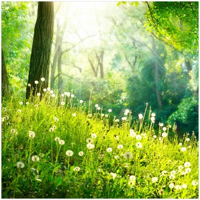 Produktbild von Wallario Memoboard Magnettafel aus Glas, Größe 50 x 50 cm, Motiv Pusteblumen im Wald mit einfallenden Sonnenstrahlen