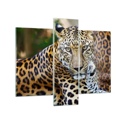 Produktbild von Bilder auf glas - Leopardpanther Katze Tier Savanne - 95x80cm - Glasbilder - Wandbilder - Kunstdruck - zum Aufhängen bereit - Wanddekoration aus Glas - Glas Bilder - Wandbild auf Glas - GCB95x80-0402