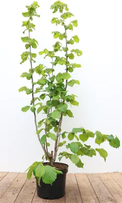 Produktbild von Corylus avellana, Haselnuss, 60–100 cm