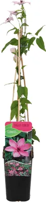 Produktbild von Bloomique - Clematis Hagley Hybrid - Waldrebe - Rosa - Kletterpflanzen - Gartenpflanzen - Winterhart - Topf 15 cm - 70-80 cm hoch