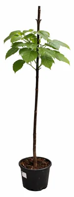 Produktbild von Blauglockenbaum 180 cm Paulownia tomentosa Kaiserbaum winterhart schnellwachsender Zierbaum Gartenbaum robust