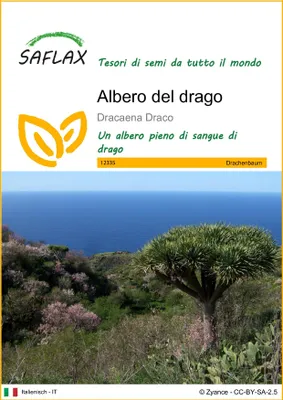 Immagine prodotto di SAFLAX  - Albero del drago - 5 semi - Dracaena