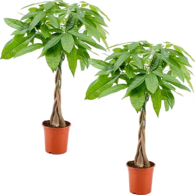 Zdjęcie produktu dla Bloomique - Zestaw 2 szt. - Pachira Aquatica - Drzewko pieniędzy - Kakaowiec wodny - Rośliny doniczkowe - Oczyszczające powietrze - Łatwe w utrzymaniu - Wysokość 60-70 cm - Doniczka 17 cm