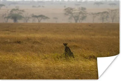 Produktbild von MuchoWow® Poster Gepard in der Savanne 180x120 cm - Fotoplakat