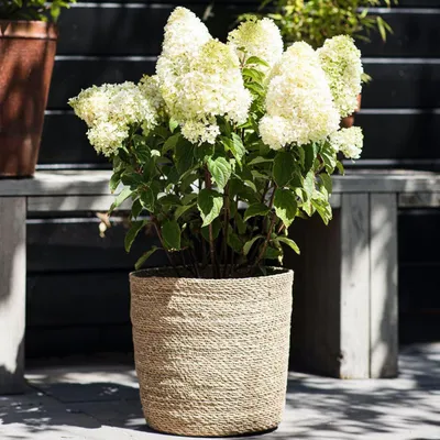 Produktbild von Hortensien Winterhart Paniculata Sugar Rush (3 Pflanzen) - Hydrangea pflanzen aus Holland - Echte Garten Hortensie (kein Samen, Kunstblumen und nicht künstlich) - Mehrjährig Balkonpflanzen