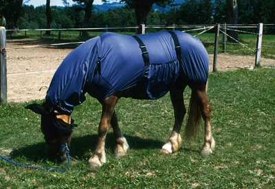 Produktbild von Equi-Theme Ekzemdecke  Pferde Ekzemdecke in Blau & 115