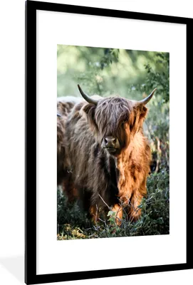 Produktbild von MuchoWow® Gerahmtes Poster Schottische Highlander - Wald - Tiere 60x90 cm - Poster mit Schwarzem Bilderrahmen Wandposter Rahmen Foto Bilder - Dekoration - Wandposter Wohnzimmer - Hochwertig