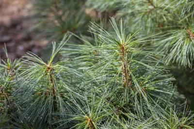 Produktbild von Pinus wallichiana 'Nana', Himalaya-Kiefer, kompakt, 50–60 cm