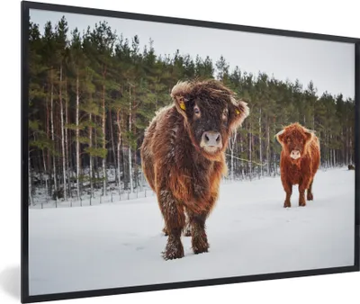 Produktbild von MuchoWow® Gerahmtes Poster Schottische Highlander - Schnee - Kühe 90x60 cm - Poster mit Schwarzem Bilderrahmen Wandposter Rahmen Foto Bilder - Fotorahmen - Foto-Plakat