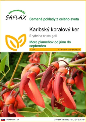 Produktbild von SAFLAX - Karibský koralový ker - Erythrina crista-galli - 6 Semená