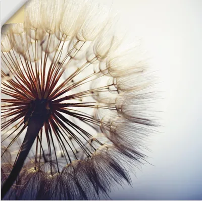 Produktbild von ARTland Wandbild, selbstklebend Große Pusteblume Größe: 40x40 cm