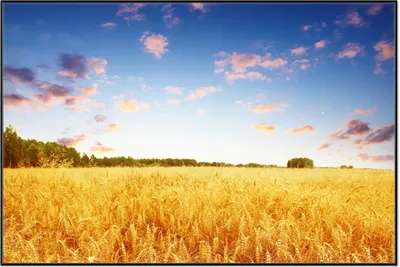 Produktbild von Wallario Wandbild Weizenfeld unter blauem Himmel, Größe: 61 x 91,50 cm, Poster mit schwarzem Aluminiumrahmen