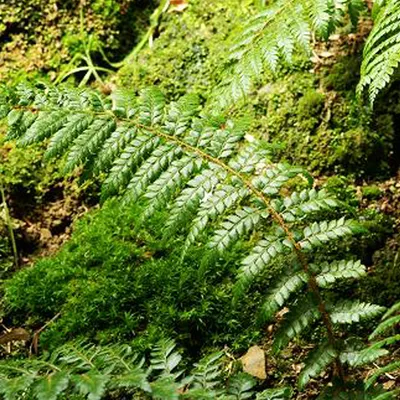 Produktbild von 6 x Brauns Schildfarn - Polystichum braunii  | Topf 9cm x 9cm