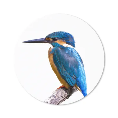 Produktbild von MuchoWow® Mauspad Mousepad Eisvogel - Federn - Zweig - Blau 30x30 cm - Mousepads - Maus Mat - Pad - Mausunterlage - Tischunterlage - Schreibtischmatten
