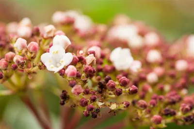 Produktbild von Viburnum tinus 'Purpurea', Lorbeer-Schneeball, immergrün, 20–30 cm