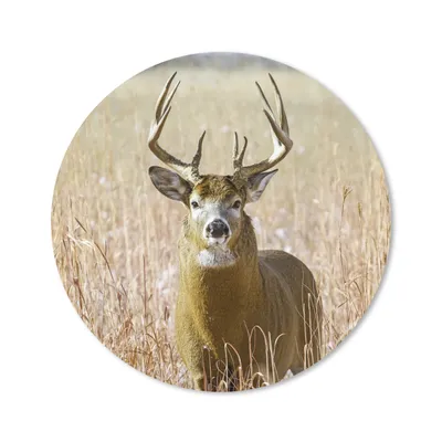 Produktbild von MuchoWow® Mauspad Mousepad Hirsche - Gras - Herbst - Tiere - Natur - Geweih 20x20 cm - Mousepads - Maus Mat - Pad - Mausunterlage - Schreibtischmatte