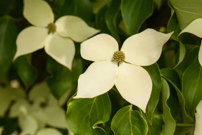Produktbild von Cornus kousa chinensis 'Claudia', Chinesischer Blumen-Hartriegel, 40–60 cm
