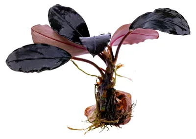 Produktbild von Bucephalandra Midnight Sky - Wasserpflanze für das Aquarium - Pflegeleichte Aufsitzerpflanze - Dekoration für Mittelgrund und Hardscape