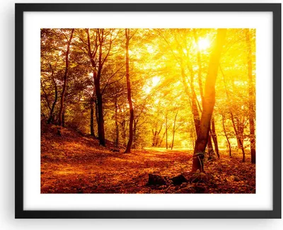 Produktbild von Gerahmtes Poster - Schwarzer Rahmen - Wald Baum Natur - 50x40 cm - Wand Bild - Wanddeko - Wandbilder - Kunstposter - Wandposter - Bilderrahmen - Bilder - Kunstdruck - Wandbild - P2BAA50x40-3722